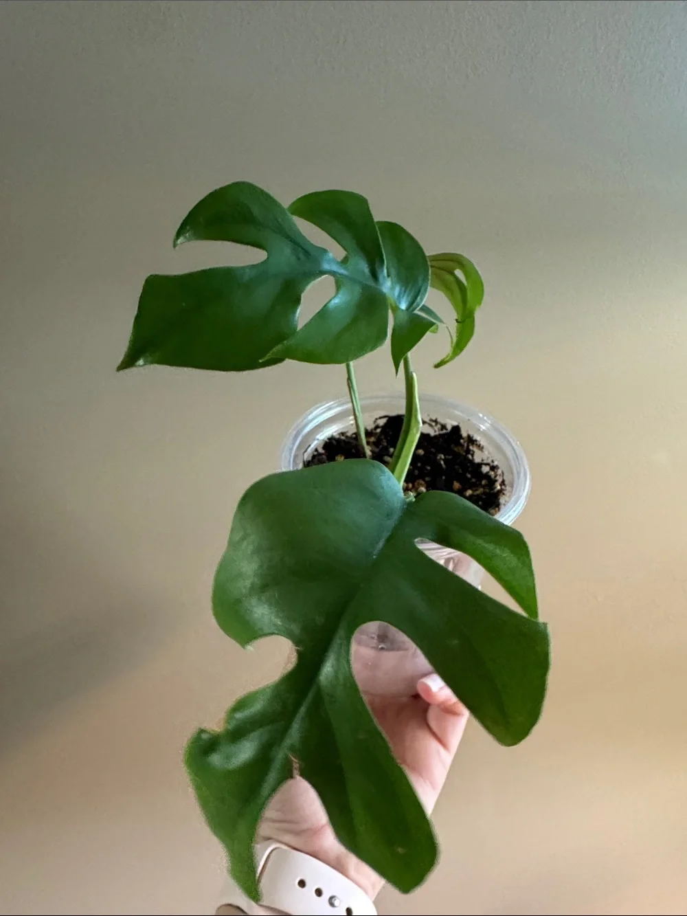 Mini Monstera - aka Rhaphidophora tetrasperma-Rooted.